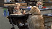 netflix dog GIF by Fuller House