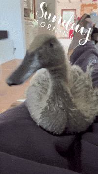 Sunday Duck GIF