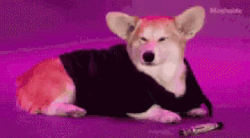 Puppy Deal With It GIF