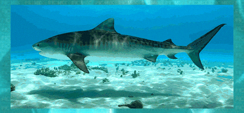 maddisonwalkus giphyupload GIF