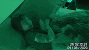 Twitch Sleep GIF by Dream Stream