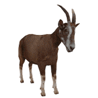 Munich-Gif-King goat 3dgoat Sticker