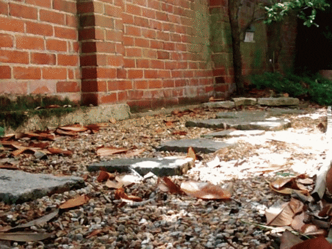 sanfoh giphyupload cat nature water GIF