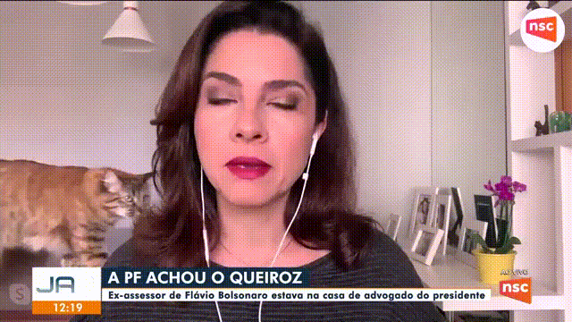 DesignNSC giphyupload gatos GIF