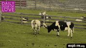 baby animal love GIF by explore.org