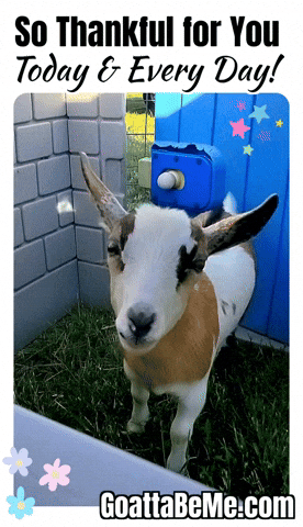 The Best Thanksgiving GIF by Goatta Be Me Goats! Adventures of Java, Toffee, Pumpkin and Cookie!