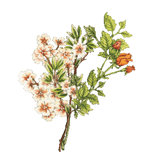 Beauty Flower Sticker by sooryehanofficial