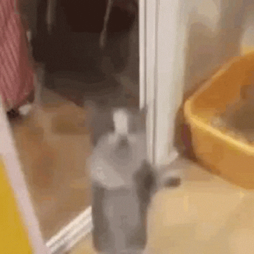 Happy Happy Happy Cat Jumping GIF