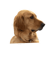 The Art Of Racing In The Rain Dog Sticker by 20th Century Fox