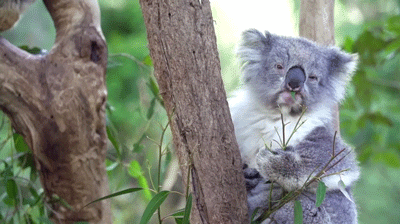 koala eucalyptus GIF