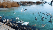 Swan Lake Birds GIF by KreativCopy