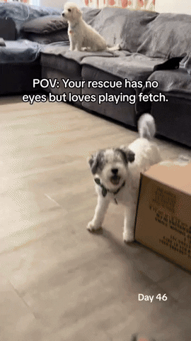 引用:TikTok@zpoopee