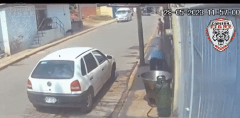 cuteanimalland giphyupload GIF