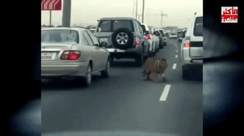 cuteanimalland giphyupload GIF