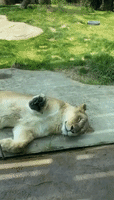 Do Not Disturb: Cincinnati Zoo Lioness Catnaps Against Glass Ahead of June 10 Reopening