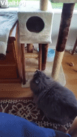 Cat Too Fat To Fit In Tower