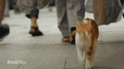 youtube red cat GIF by YouTube Originals