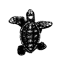 30Aturtle Sticker by BAG30A