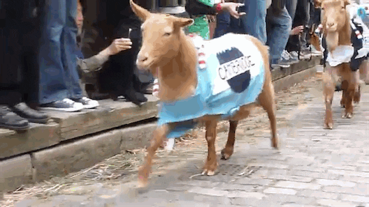 GIF by Random Goat