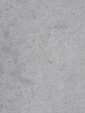 poliguim giphygifmaker giphyattribution GIF