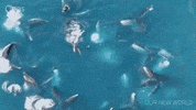 Episode 2 Swimming GIF by PBS