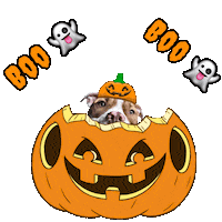Trick Or Treat Halloween Sticker by Pimp Yo Pets
