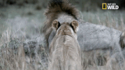 african cats big cat week GIF by Nat Geo Wild 