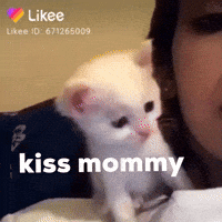 Cats Family GIF by Likee US