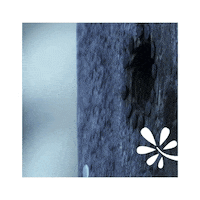 Bird Finland Sticker by Yleisradio