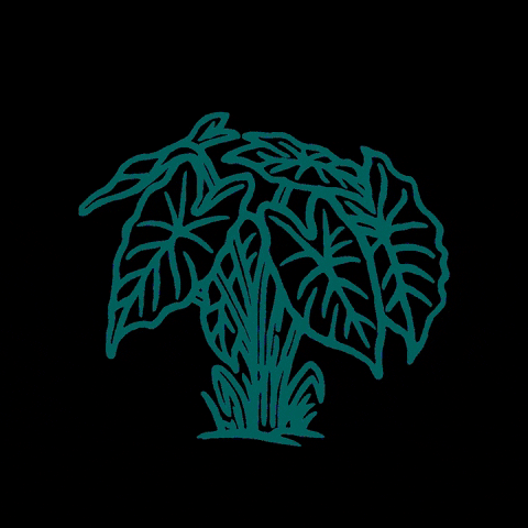 bettersurfthailand surf bst bettersurfthailand bettersurf GIF