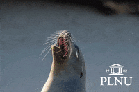 PLNU roar school spirit sealion plnu GIF