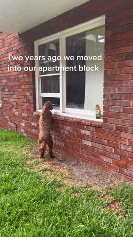 cuteanimalland giphyupload GIF