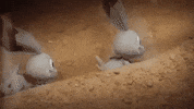 Run Away GIF by Pokémon