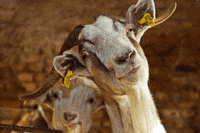 GIF by Random Goat