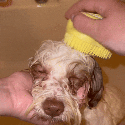 scoopscoopit giphyupload GIF