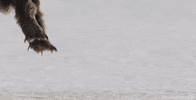 david attenborough owl GIF by Head Like an Orange