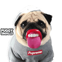 thepuggysmalls cute dog tongue pug Sticker