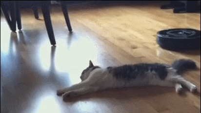 cat GIF