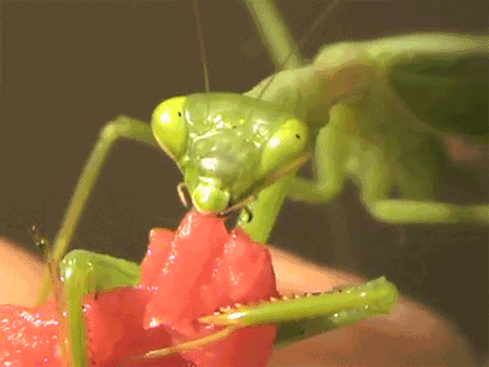 bug insect GIF