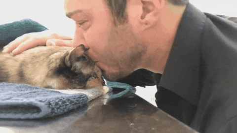 cuteanimalland giphyupload GIF