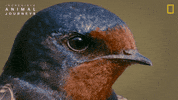 National Geographic Birds GIF by Nat Geo Wild