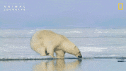 National Geographic GIF by Nat Geo Wild