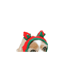 Happy Cavalierkingcharlesspaniel Sticker