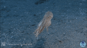 sea ocean GIF by Science Friday