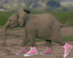 Digital art gif. Footage of a baby elephant running in double time, modified to be wearing pink Converse Chuck Taylors on all four feet.