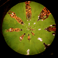 Animation Dog GIF by Matchbox Mountain