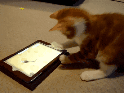 Cat Ipad GIF