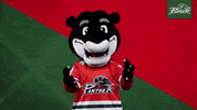 Hockey Mascot GIF by Augsburger Panther Eishockey GmbH
