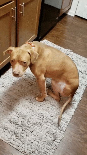 cuteanimalland giphyupload GIF