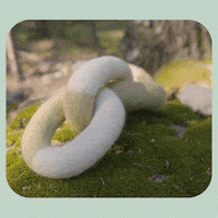 Dogtoys GIF by AwooPets